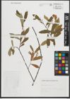 Foto von Salix salviifolia Brot.